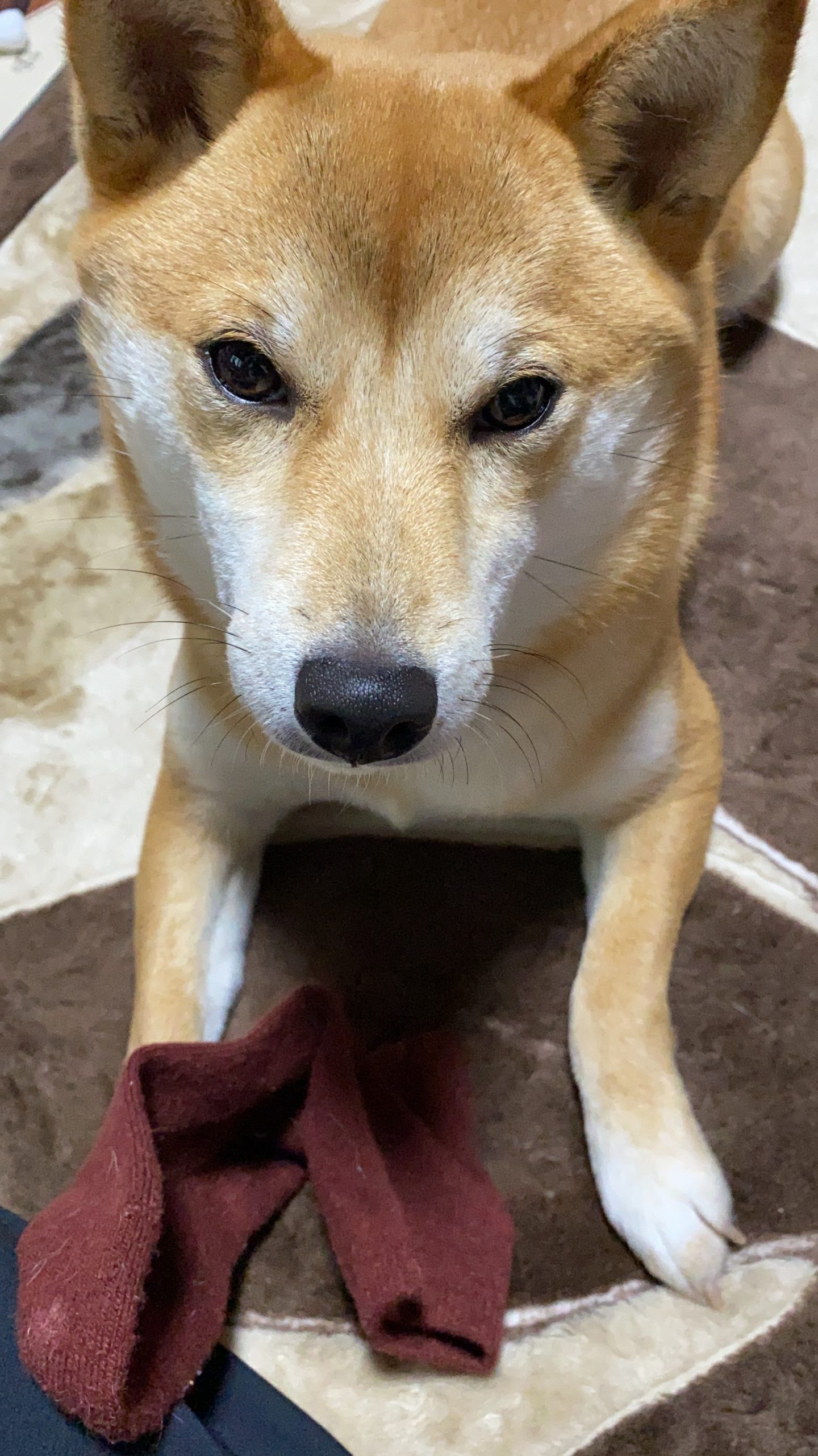 愛犬について - sayamugi